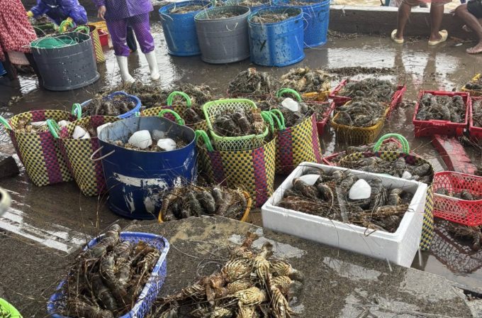Tôm hùm ở Phú Yên (cũ) chết hàng loạt vì lũ, ngày 19/11. Ảnh: Hằng Nguyễn