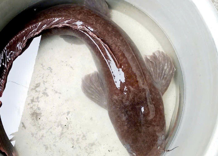 Con cá trê dài 1,4m