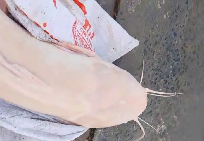 Đầu của con cá trê rất to