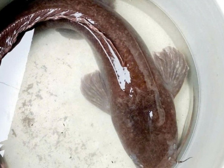 CLIP: Người dân ở An Giang đẩy côn bắt được con cá trê dài 1,4m