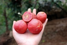 Thị trường - Tiêu dùng - Đến mùa hái "lộc rừng", dân rủ nhau đi từ mờ sáng kiếm bộn tiền, thành đặc sản ở thành phố