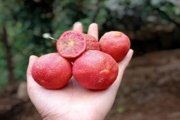 Đến mùa hái "lộc rừng", dân rủ nhau đi từ mờ sáng kiếm bộn tiền, thành đặc sản ở thành phố