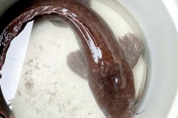 CLIP: Người dân ở An Giang đẩy côn bắt được con cá trê dài 1,4m