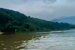 Tìm thấy thi thể nghi là tài xế xe đầu kéo bị nước lũ cuốn trôi ở Quảng Trị