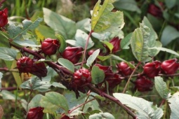 Loại hoa bán đầy chợ đỏ sẫm như rượu vang hỗ trợ người tiểu đường, mỡ máu