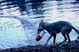 Bạn trẻ - Cuộc sống - Phát hiện chấn động về hành vi chưa từng ghi nhận ở sói