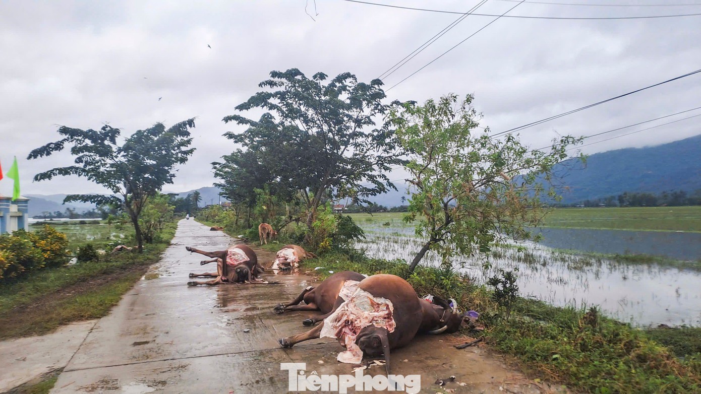 Xác bò chết được thu dọn.