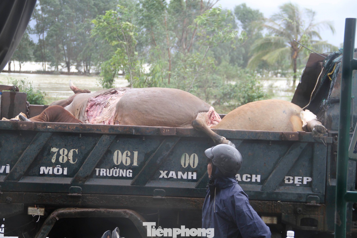 Xác bò chết được thu dọn.