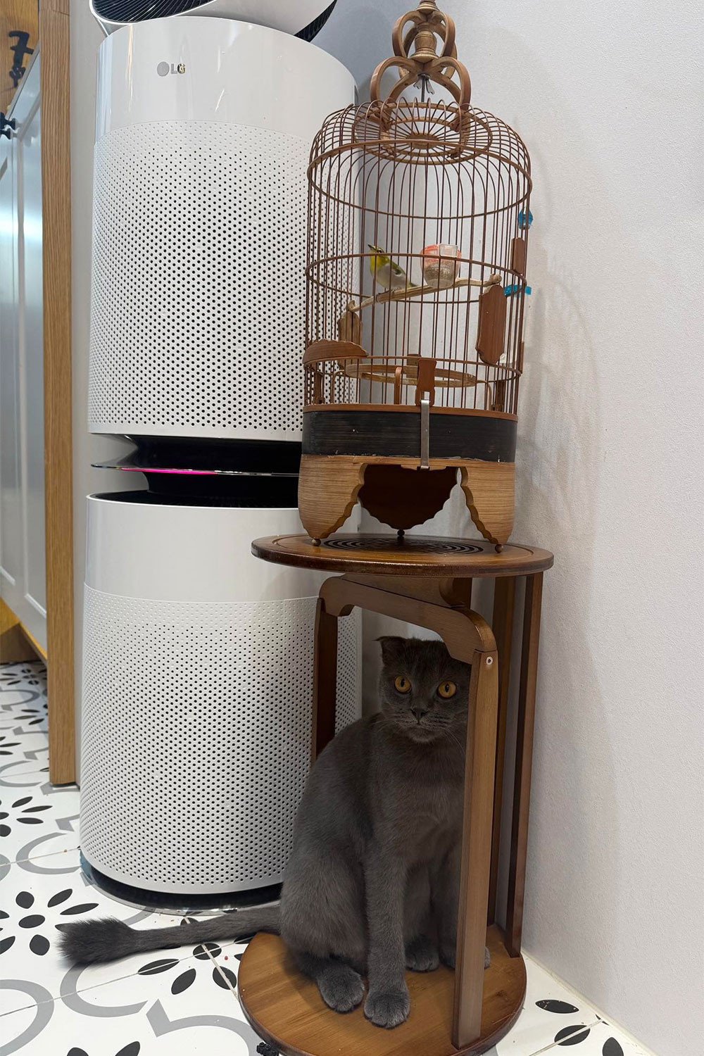 Nghệ sĩ Vượng Râu có sở thích nuôi chim, còn vợ trẻ lại yêu quý những con mèo.