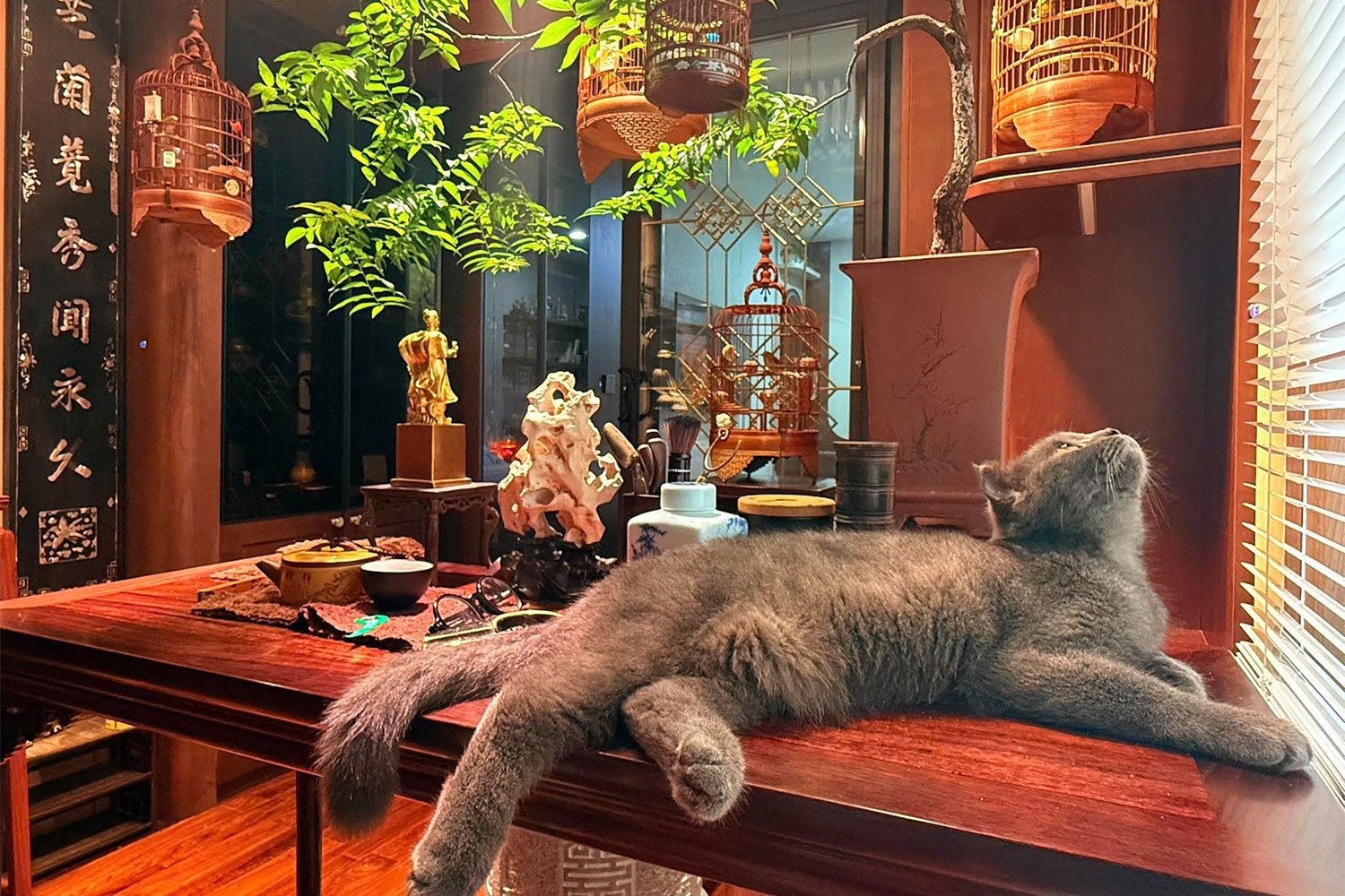 Nghệ sĩ Vượng Râu có sở thích nuôi chim, còn vợ trẻ lại yêu quý những con mèo.