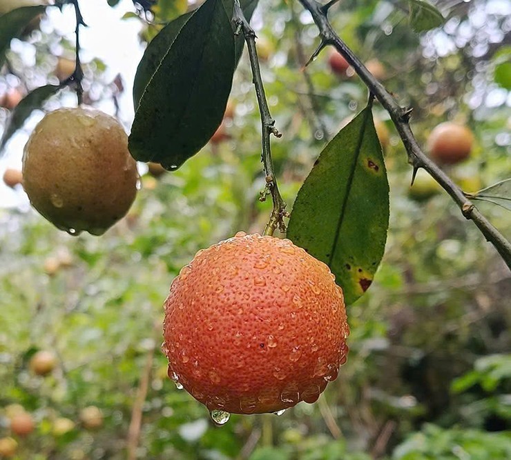 Khi những đợt không khí lạnh đầu tiên tràn về cũng là thời điểm quả chanh đào rừng bắt đầu vào vụ.
