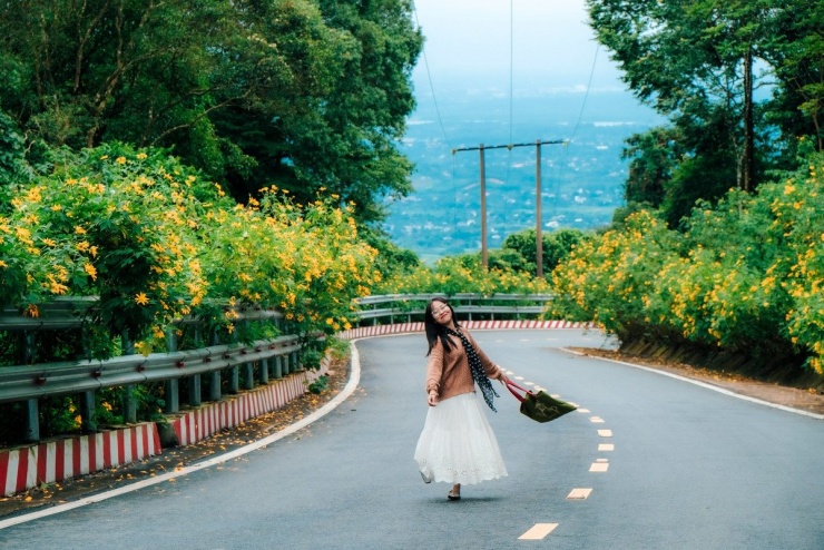 Những ngày cuối tháng 11, Vườn quốc gia Ba Vì (Hà Nội) trở thành điểm đến được nhiều du khách lựa chọn khi các đồi dã quỳ bước vào mùa nở rộ. Ảnh Phạm Văn Phong