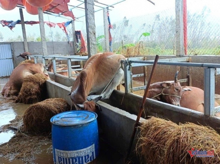 Tối 19/11, nước lũ dâng nhanh khiến đàn bò của ông Nghiêm bị chết. Ảnh: Người dân cung cấp