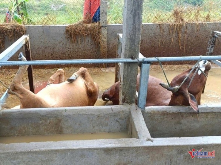 Lũ lụt đã gây thiệt hại cho gia đình ông Nghiêm khoảng 300 triệu đồng. Ảnh: Người dân cung cấp