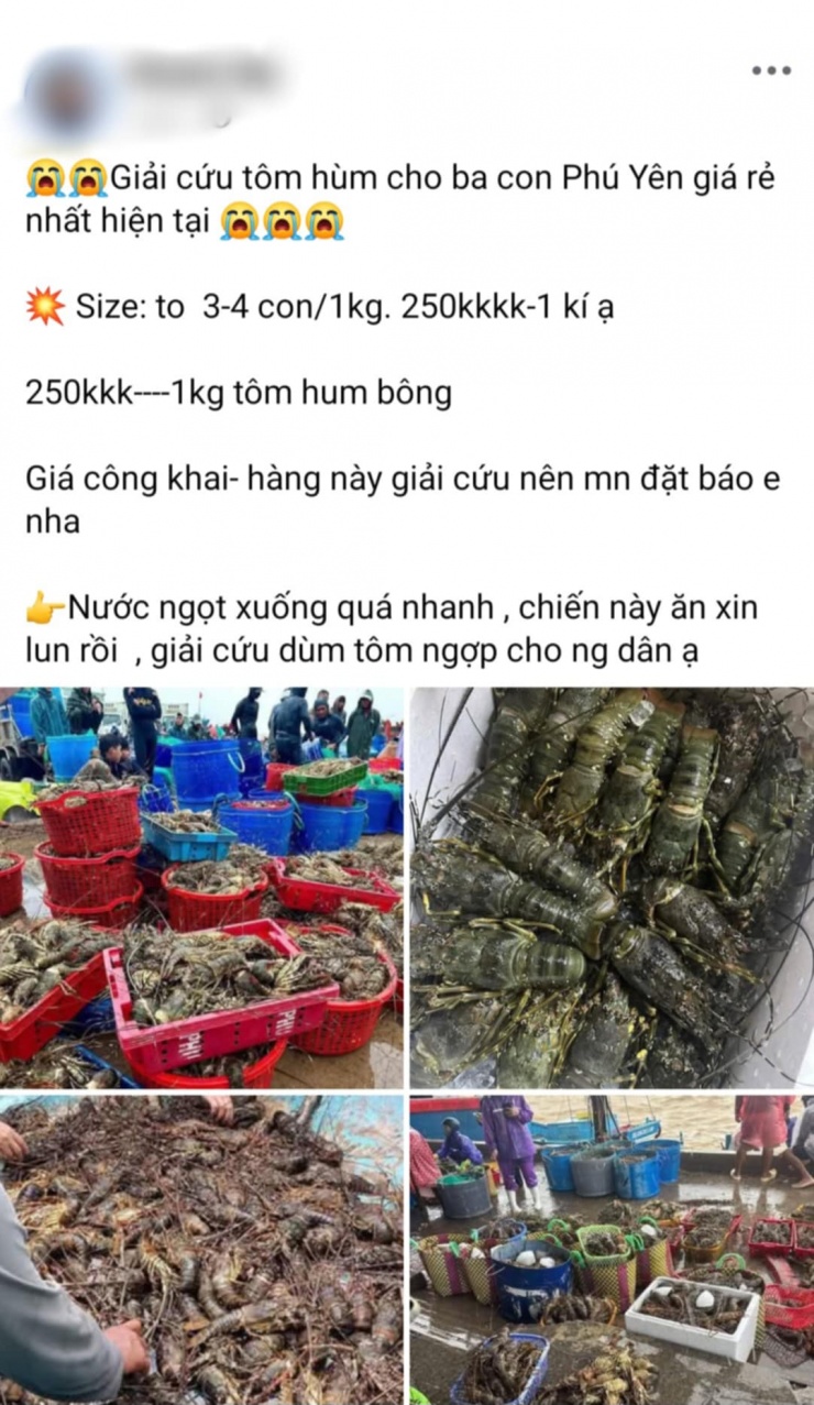 Bài đăng kêu gọi "giải cứu tôm hùm cho bà con Phú Yên" (Ảnh chụp màn hình).