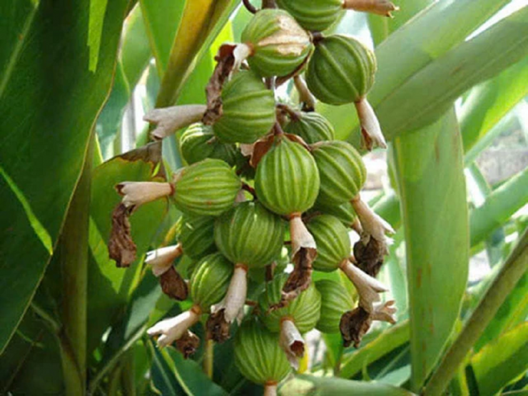 Quả bạch đậu khấu có hình cầu và vỏ nhăn, còn được gọi là khấu mễ (khấu nhân), chứa từ 20-30 hạt, mùi thơm vị cay.