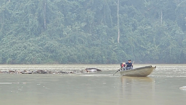 Củi, gỗ được kết thành bè và dùng ghe máy di chuyển đến nơi tập kết,