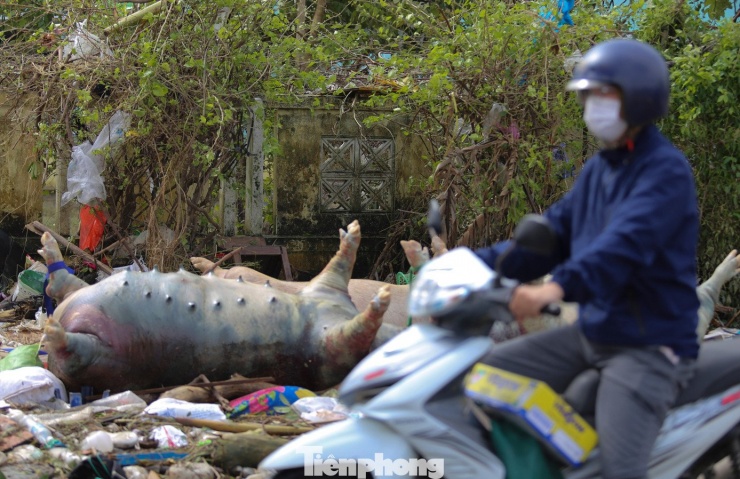 Trận lũ dữ đã cuốn trôi, dìm chết nhiều trâu bò, lợn, gà... những gia sản lớn của người dân nơi đây. Ảnh: Trương Định.