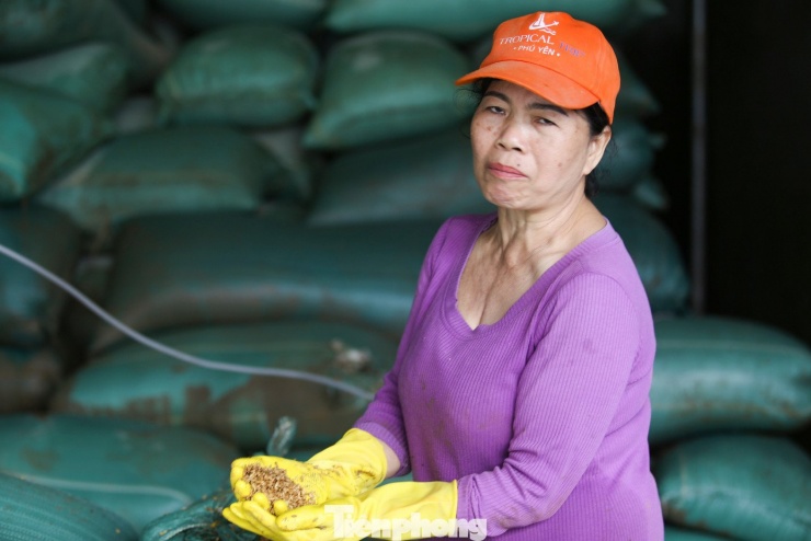 Cách đó không xa, bà Nguyễn Thị Hoán (55 tuổi, khu phố Qui Hậu) tất bật dọn từng bao lúa đã ướt sũng trong kho, khi gần 300 tấn lúa gạo bị ngập nước, nguy cơ hư hỏng. Ảnh: Trương Định.