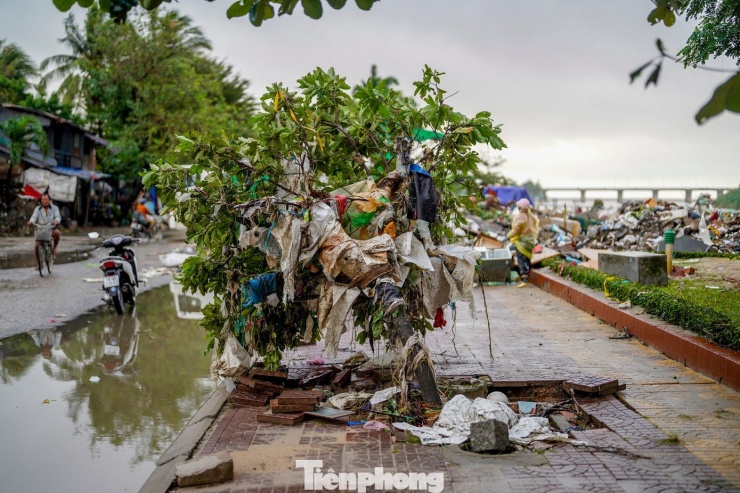 Rác phủ kín ngọn cây bên đường.