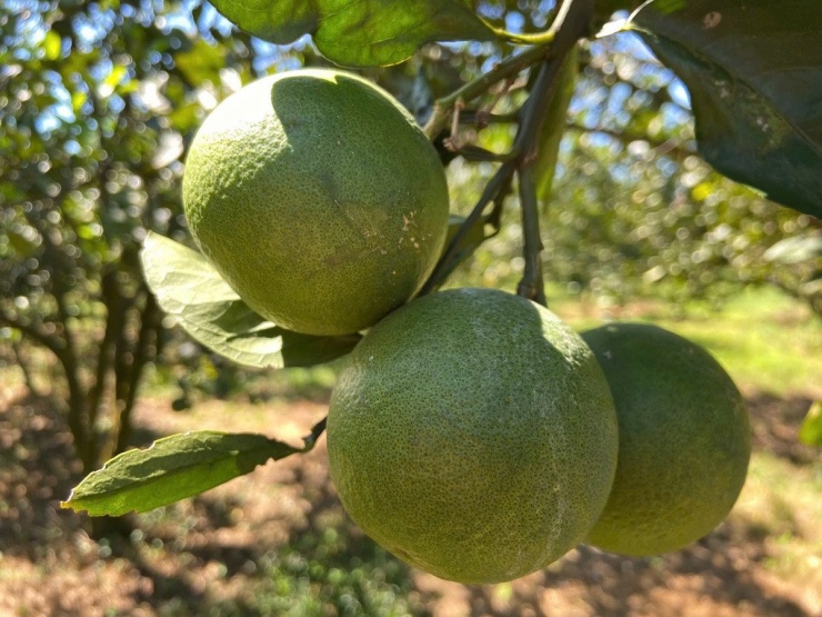 Trang trại cam sai quả, cho hiệu quả kinh tế cao. Ảnh: CTV