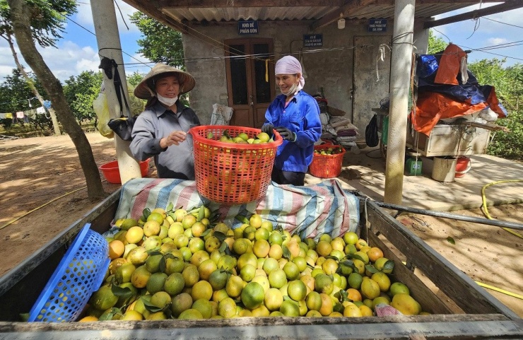 Trung bình, 6ha cam cho thu hoạch khoảng 120 tấn quả mỗi năm. Ảnh: CTV