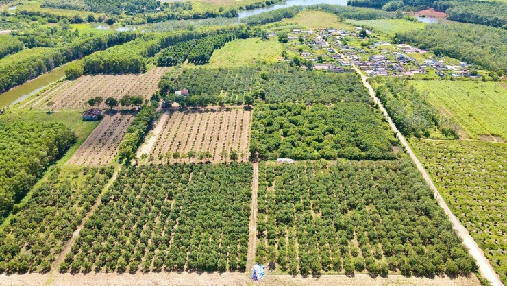 Trang trại khoảng 6ha trồng cây ăn quả, chủ yếu là cam của ông Bế Văn Mai. Ảnh: CTV