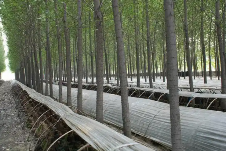 Nhờ bảo vệ và phát triển rừng, người dân làng Cách Đầu nay có thu nhập ổn định. Ảnh: Baidu