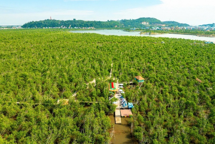 Du khách thích thú trải nghiệm rừng ngập mặn ở Đồ Sơn - 1