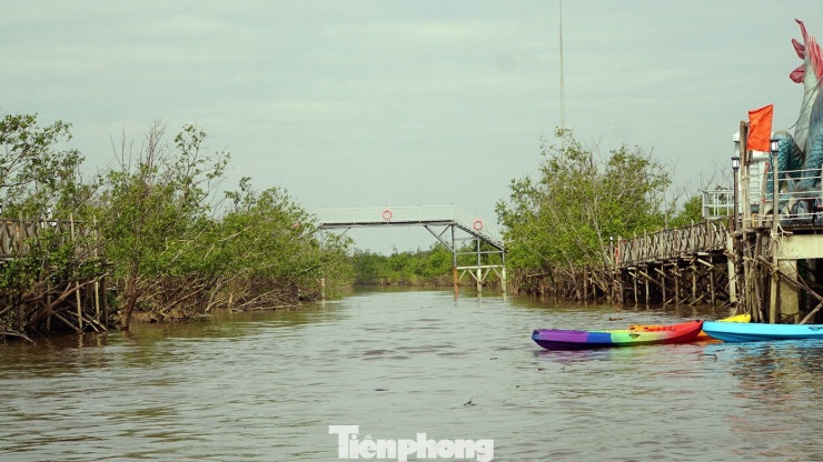Du khách thích thú trải nghiệm rừng ngập mặn ở Đồ Sơn - 16
