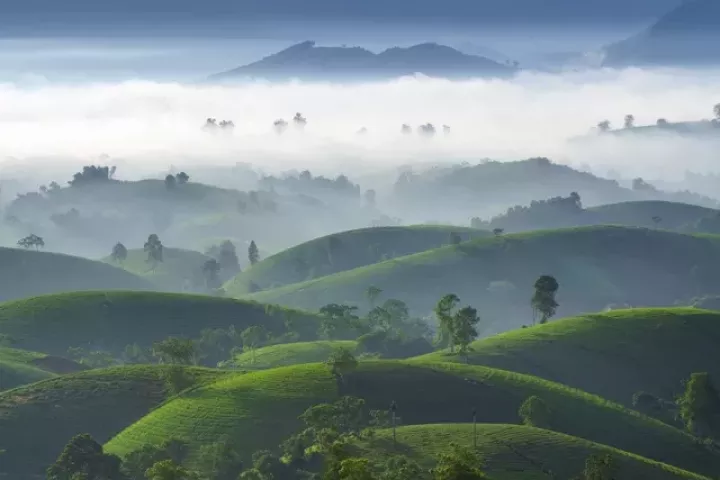 Mê mẩn cảnh sắc tuyệt đẹp của đồi chè ' bát úp' ở Phú Thọ