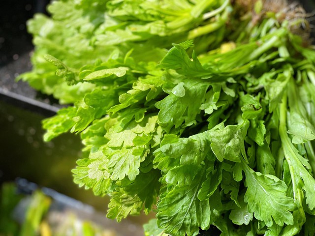 Rau cải cúc đang vào mùa ngon nhất. Ảnh HM