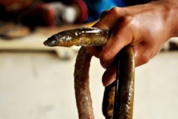 Thị trường - Tiêu dùng - Loài ẩn dưới bùn đất, có con dài cả mét, xưa dành cho người nghèo nay bán 600.000/kg