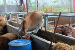 Thị trường - Tiêu dùng - Nhiều hộ dân ở Gia Lai lâm cảnh khốn đốn, nợ nần sau lũ dữ