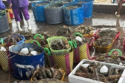 Thị trường - Tiêu dùng - Thực hư thông tin "giải cứu" tôm hùm cho bà con Phú Yên trên mạng xã hội