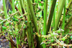 Loại hạt đắt đỏ bậc nhất thế giới, 2 triệu đồng/kg chỉ hơn 10 nước trồng được, ở Việt Nam cũng có