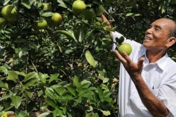 Từng trắng tay vì 'vàng trắng', lão nông thu hơn 2 tỷ mỗi năm từ trồng cam