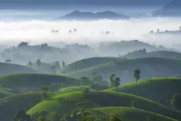 Mê mẩn cảnh sắc tuyệt đẹp của đồi chè ' bát úp' ở Phú Thọ