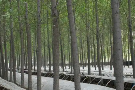 ‘Cây tiền’ mọc từ rừng: Cách ngôi làng nghèo kiếm hơn 1,9 tỷ đồng/năm