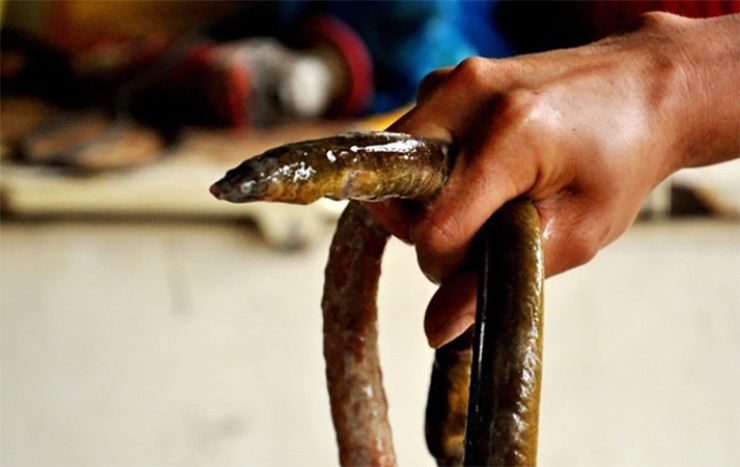 Ở vùng Nga Sơn (Thanh Hóa), giữa những bãi bùn sình lầy ven sông, có một loài cá được người dân xem như “lộc trời”, đó là cá nhệch.
