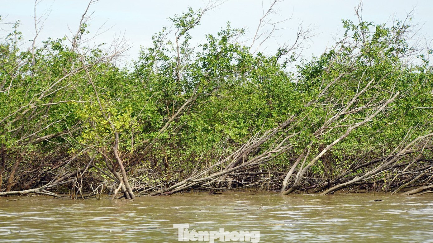 Ngồi trên du thuyền, khách du lịch có thể ngắm rừng vẹt, bần với sức sống mãnh liệt giữa sóng biển.