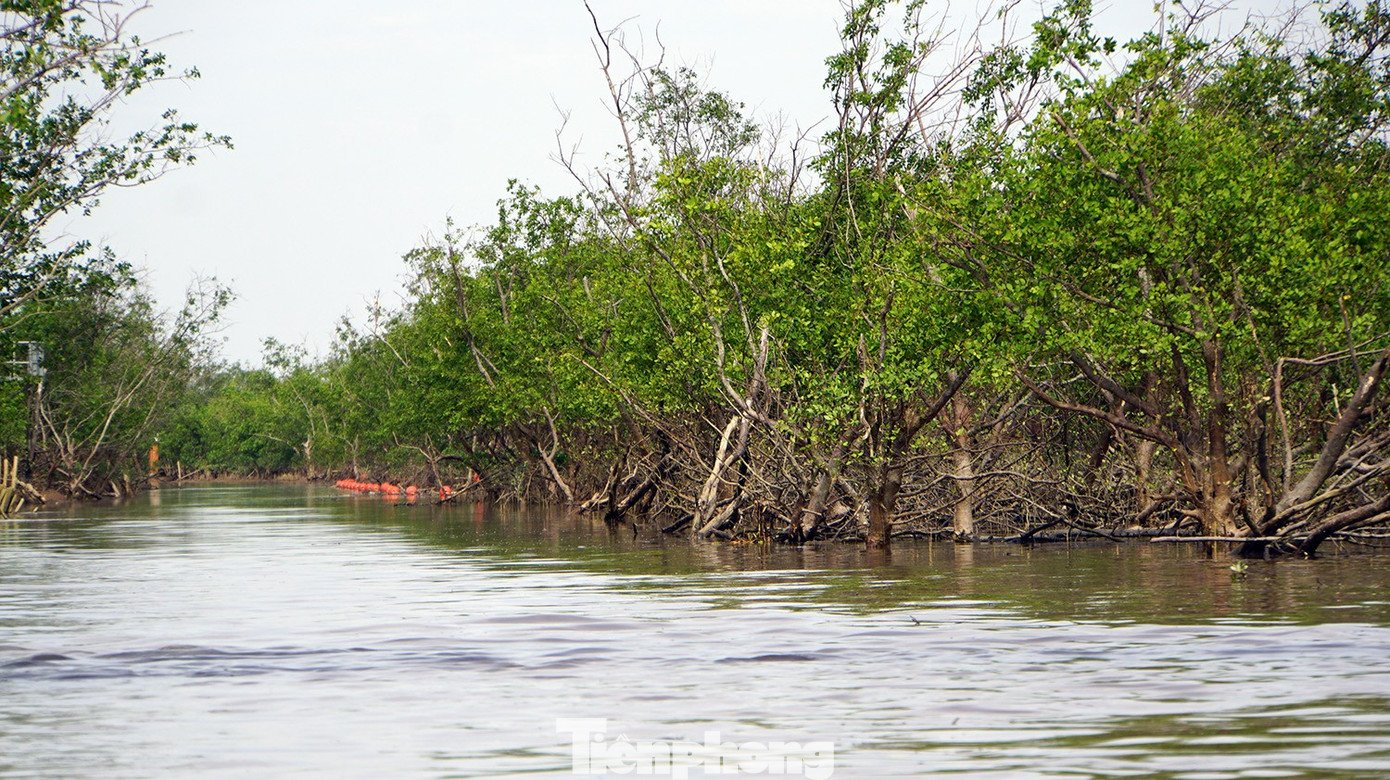 Ngồi trên du thuyền, khách du lịch có thể ngắm rừng vẹt, bần với sức sống mãnh liệt giữa sóng biển.