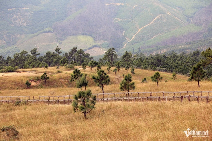 Những thảm cỏ vàng óng, thông 'cô đơn' len lỏi tạo khung cảnh đẹp nao lòng