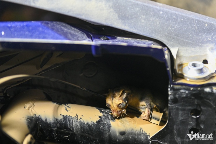 Nhiều xe còn vương rác thải, động vật chết.