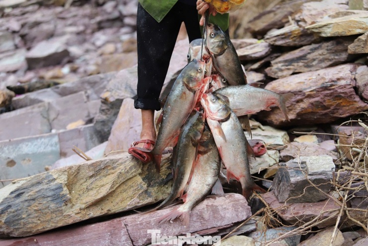 Cá ở hồ Kẻ Gỗ sống trong môi trường nước ngọt, thịt săn chắc nên rất được ưa chuộng. Sau khi đánh bắt, người dân dùng dây xâu cá thành từng chùm để giữ chúng không bị thất thoát và dễ vận chuyển lên bờ…