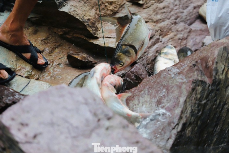 Hồ Kẻ gỗ dừng xả lũ, người dân đổ xô đi săn cá 'khủng' - 10