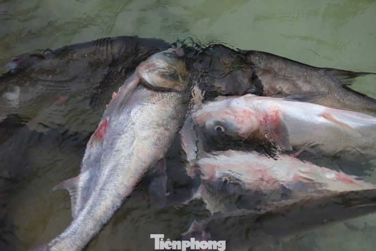 Với số cá khác chưa kịp vận chuyển đi tiêu thụ, nhiều người tạm thời xâu cá bằng dây hoặc cho vào túi lưới. Sau đó, họ nhúng cá xuống nước và buộc vào mõm đá để giữ tươi sống.