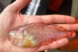 Tin tức sức khỏe - 3 loại cá đang ‘làm mưa làm gió’ vì công dụng bổ xương khớp cực bất ngờ!