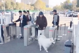 Khu du lịch gây tranh cãi khi bắt chó trả tiền tham quan, mèo được miễn phí