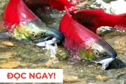 Tin tức sức khỏe - &quot;Nhân sâm dưới nước&quot; siêu đắt đỏ, nhiều người săn lùng vì công dụng dưỡng phổi cực hiệu quả